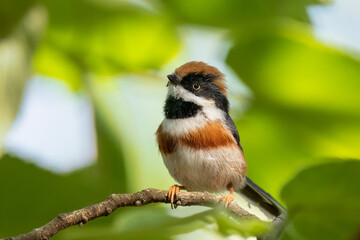 Close up of a black-throated bushtit (aegithalos concinnus) standing or sitting on a branch