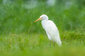 Close-up of a walking cattle egret (bubulcus ibis) with green background