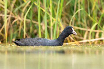 Close-up of a swimming eurasian coot