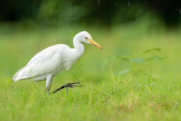 Close-up of a walking cattle egret (bubulcus ibis) with green background