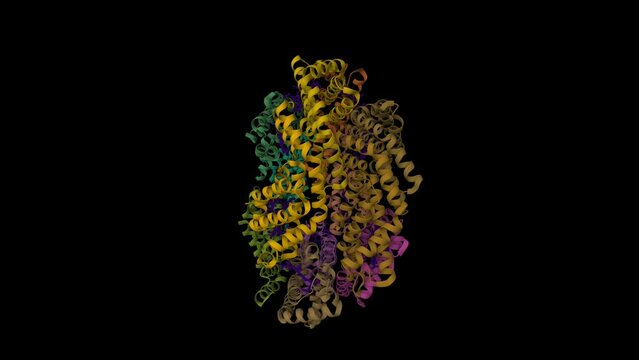 Structure of allophycocyanin, a light-harvesting protein from Gloeobacter violaceus. Animated 3D cartoon and Gaussian surface models, PDB 2vjt, black background