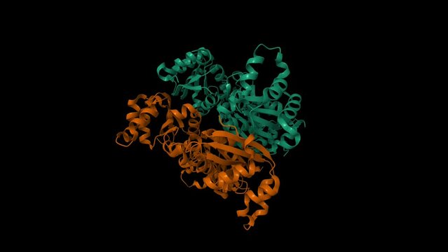 Human nucleoside diphosphate kinase 4. Animated 3d cartoon and Gaussian surface models, chain id color scheme, PDB 1ehw, black background