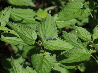 Kleinlibelle