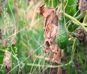 Dried bush of cucumbers with unripe fruits
