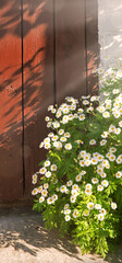 Natural background. Wild daisies grew near the door