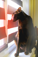 Purebred black oriental cat ,  awareness looking, sitting on the window sill. Soft sunset light