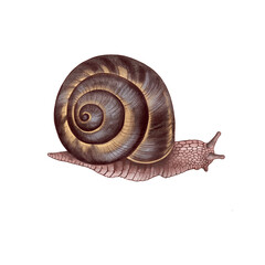 watercolor drawing snail isolated at white background, hand drawn illustration