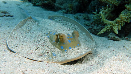 Stingrays - Batoidea  Taeniura lymma. Stingray Family, Spotted Stingrays. Taeniura lymma.  © Vitalii6447
