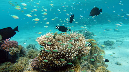 Colorful tropical fish on a coral reef, amazingly beautiful fairy world. In the coral gardens of the Red Sea.


