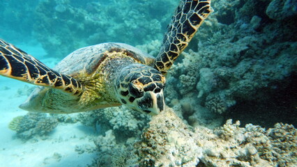Obraz premium Hawksbill sea turtle (CR species) Hawksbill Turtle - Eretmochelys imbricata.