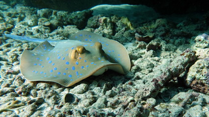 Stingrays - Batoidea  Taeniura lymma. Stingray Family, Spotted Stingrays. Taeniura lymma.
