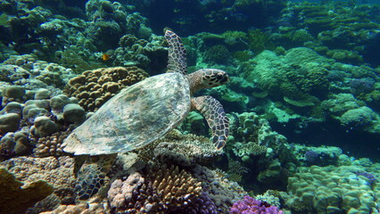 Fototapeta premium Hawksbill sea turtle (CR species) Hawksbill Turtle - Eretmochelys imbricata.