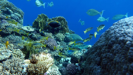 Colorful tropical fish on a coral reef, amazingly beautiful fairy world. In the coral gardens of the Red Sea.

