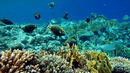 Colorful tropical fish on a coral reef, amazingly beautiful fairy world. In the coral gardens of the Red Sea.

