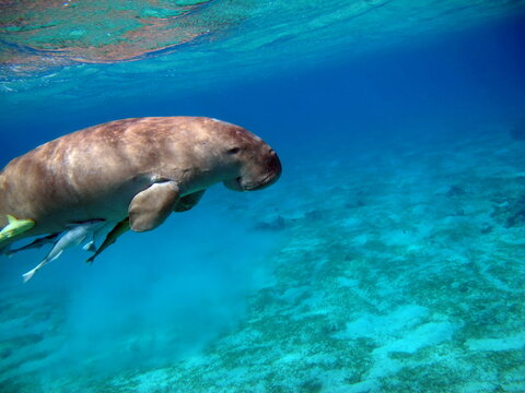 Dugongo. Sea Cow in Marsa Alam. Marsa Mubarak bay.

