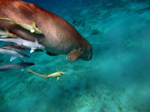 Dugongo. Sea Cow in Marsa Alam. Marsa Mubarak bay.

