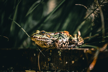 Frosch am Teich
