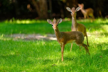 Foto op Plexiglas Pygmi Kirk's dik-dik, small antelopes on the green meadows © veroja