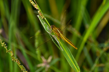 close up of a grasshopper