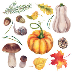 Autumn set of maple, birch, aspen, oak leaves, acorns, porcini mushrooms, pumpkins, snails, pine cones and fir branches. Watercolor illustration. Thanksgiving day. Holidays.