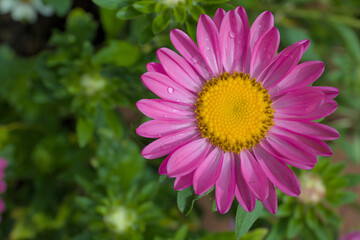 Obraz premium Single pink Pyrethrum with dew drops