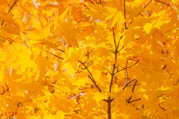 yellow foliage of maple tree at fall