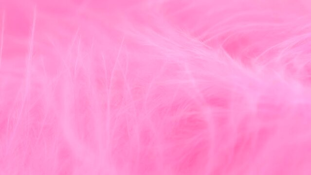 Pink feather close-up. Selective focus, slow motion feather background. Macro. Pink fluffy background