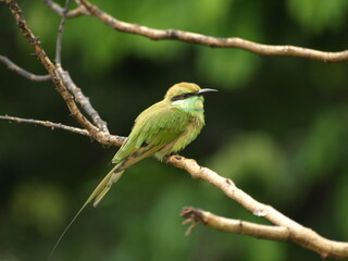 Asian Green Bee-eater Bird