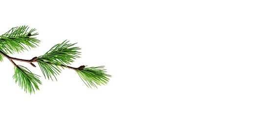Pine branch isolated on white. Card, banner for winter, season, holiday. Branche with green pine needles, minimalistic illustration of evergreen, coniferous.