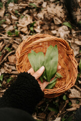 B&auml;rlauch sammeln