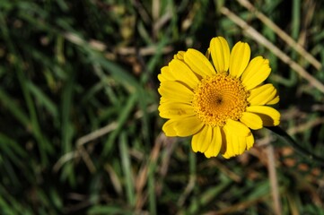 Sonne lacht im tiefsten Gras