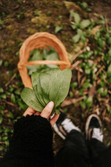 B&auml;rlauch Sammeln