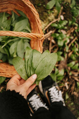 B&auml;rlauch sammeln