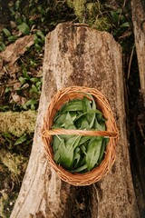 B&auml;rlauch sammeln