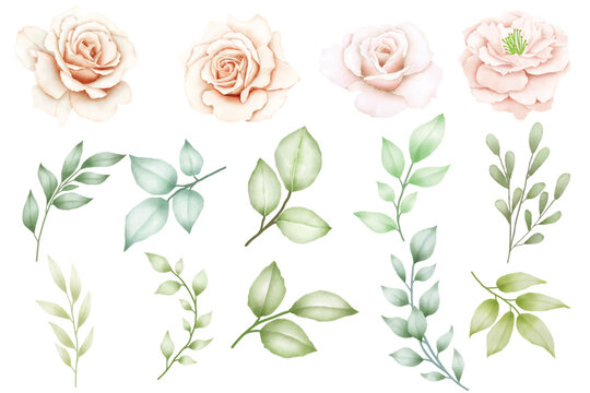 Set of floral watercolor elements