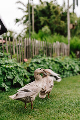 Enten im Garten