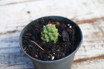 opuncja rutila super kaktus opuntia
