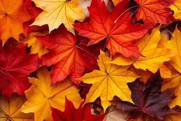 Naklejka na ściany i meble Autumn leaves background. Fall, seasonal, maple and beauty in nature. Red color autumn Wallpaper Image, design elements.
