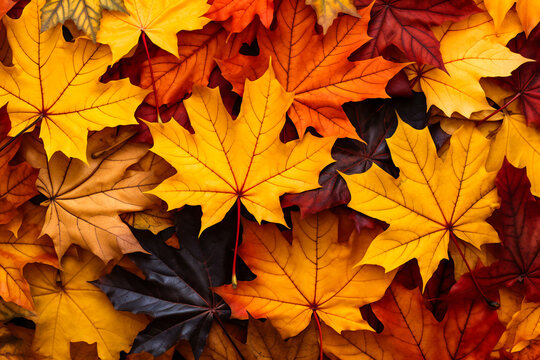 Autumn leaves background. Fall, seasonal, maple and beauty in nature. Red color autumn Wallpaper Image, design elements.