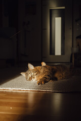 Katze in der Sonne