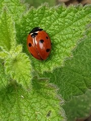 coccinelle rouge sur feuille de menthe