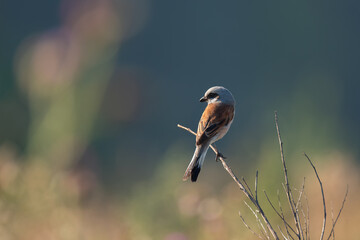 A red-backed shrike bird