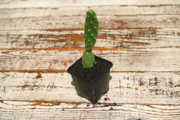 opuncja rutila super kaktus opuntia