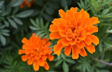Bright orange flowers in bloom in a tropical garden