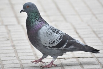 Colourful pigeon walking on a path