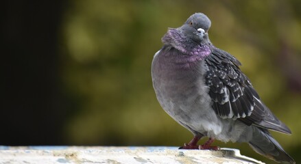Pigeon perched on a ledge looking at the camera