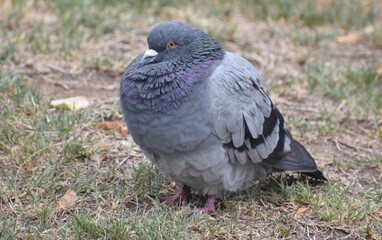Pigeon puffing out its feathers to keep warm