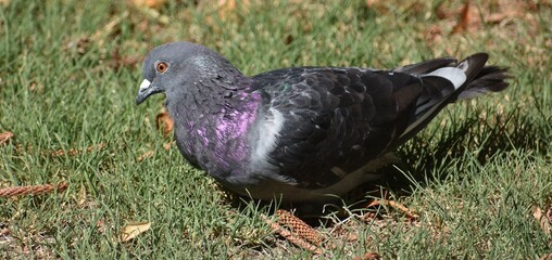 Pretty pigeon walking on the grass in a park