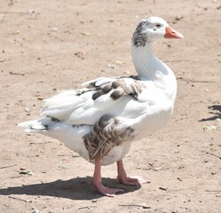 White and brown goose walking on the ground