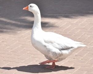 Large white goose walking on a path